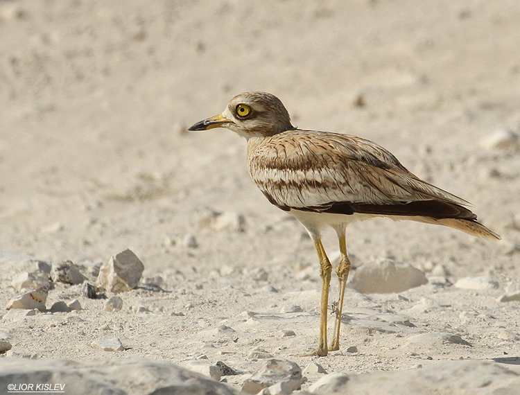   Stone-curlew  Burhinus oedicnemus,  Magan Michael,Israel 29-07-11 Lior Lislev                                 